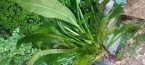 Echinodorus amazonicus