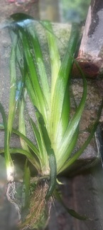 vallisneria 