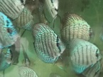 Discus léopard 