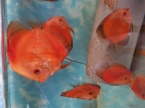 Discus melon