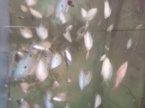 Gouramis bleu et blanc 