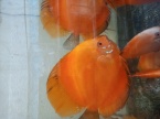 Discus yello