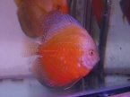 discus red white